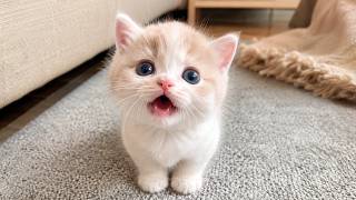 When Cute Kittens Become Overdramatic 😂 Funny Kitten Moments!