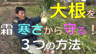 大根を霜、寒さから守る！３つの方法（霜対策、寒さ対策）