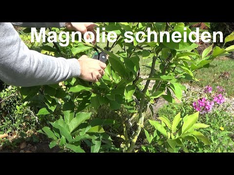 Video: Wie Sieht Eine Magnolie Aus