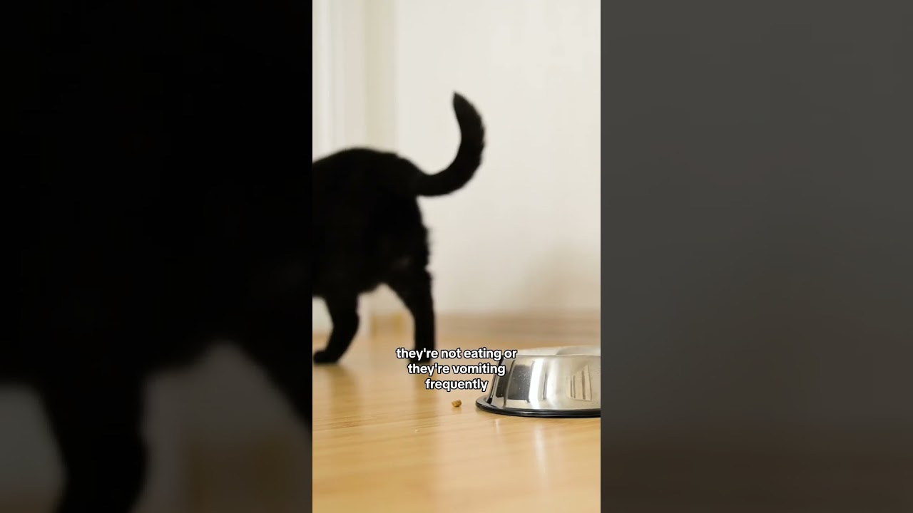 Скрытая ОПАСНОСТЬ в стуле вашей кошки?!