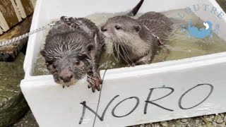 カワウソこむぎ、アティと再会!そして、ういとの初対面はどうなる!?【カワウソAty コラボ】