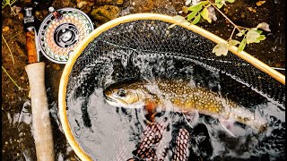 Upper Manistee Fly Fishing