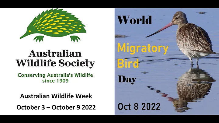 Australian Wildlife Week 2022 _Eastern curlew (Num...