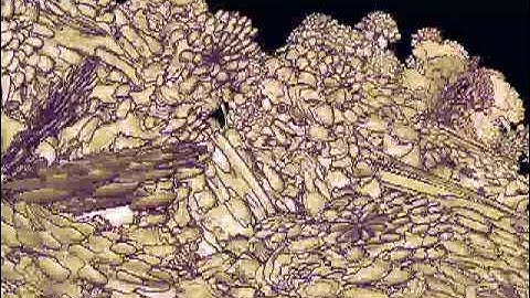 Amongst the Buds : Degree 7 "true 3D" Mandelbrot fly-by