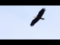 Bald eagle soaring