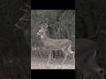 "Stealth and Skill: Bowhunting Chronicles"#bowhunting #wildlife #bowhunting #aiming #art