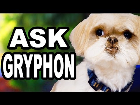 YOUR QUESTIONS ANSWERED (by Gryphon)