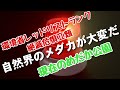 絶滅危惧種の野生メダカ水中映像(動画)めだか公園で酒匂川水系の黒メダカ（在来）を見に散歩してきた