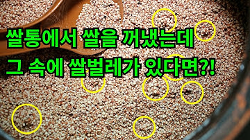 쌀통에서 쌀을 꺼냈는데 그 속에 쌀벌레가 있다면?!