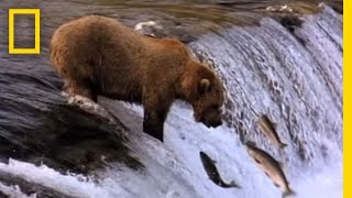 Mama Grizzly Teaches Cubs to Fish | National Geographic