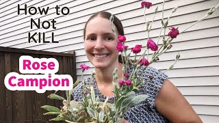 How to Plant Rose Campion and Keep it ALIVE
