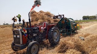 Massey 240 cutting wheat with thresher | tractor video| MF tractor