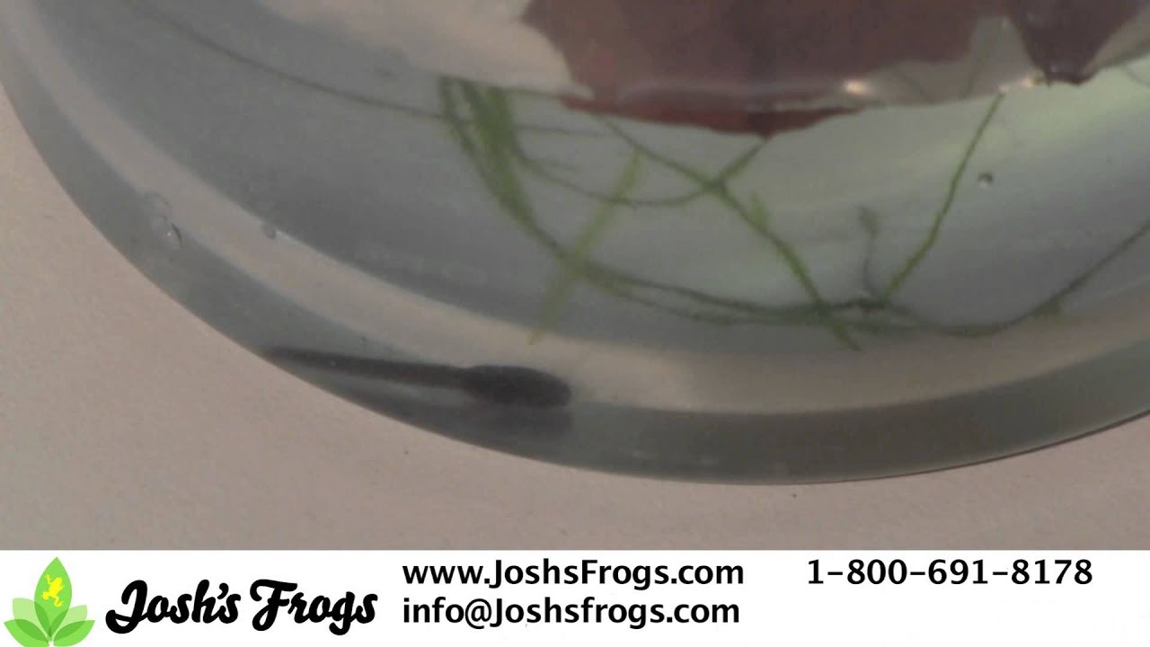 dart-frog-tadpole-care-video-youtube