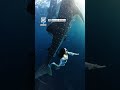 Diving with majestic whale sharks 😲🦈            🎥: BViral