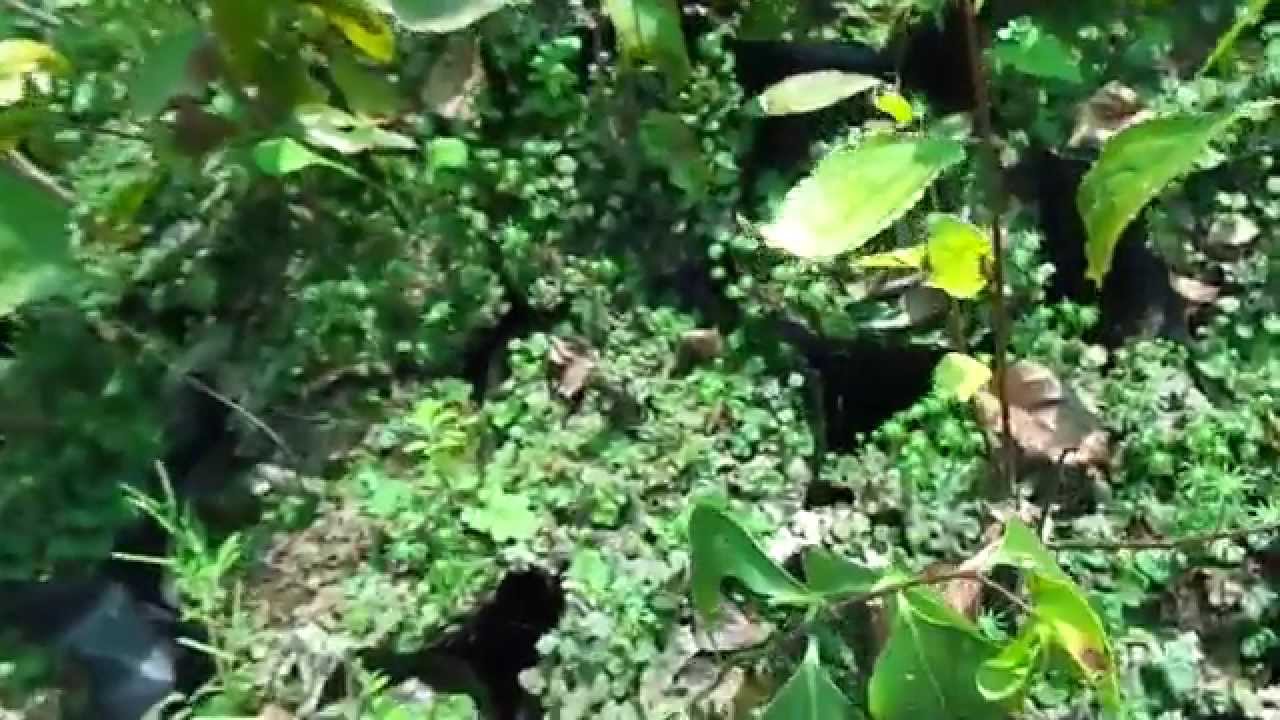 Malkangni - Celastrus Paniculata