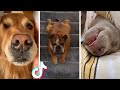 Funny Dog Videos 😂 Try Not to Laugh!  😂