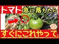 【トマト栽培】勢いが落ちたらそのまま枯れます!!回復させるためにはすぐにこれやってください。