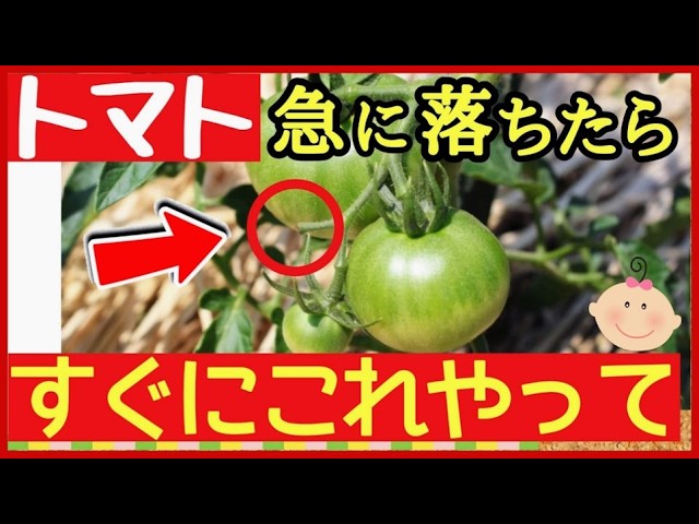 【トマト栽培】勢いが落ちたらそのまま枯れます！！回復させるためにはすぐにこれやってください。