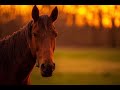 Old Town Road X Believer Old Town Road X Believer