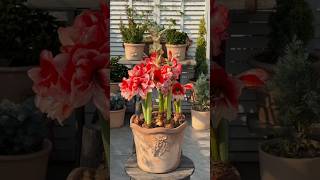 Creative Garden Decor Ideas You’ll Love 🌸🌿 You'll Get Amaze 🤯🪴 #gardening #flowers #plants #asmr