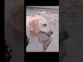 anjing pintar