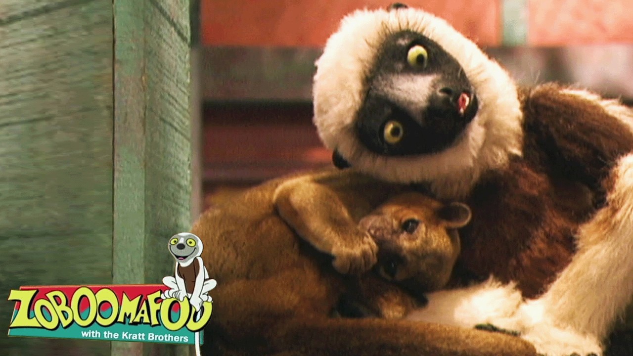Super Tails! Kinkajou's Amazing Grabber | Zoboomafoo - WildBrain | Make an Animal Friend Today!