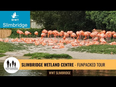 Slimbridge Wetland Centre | Things to See & Do | WWT Full Video Tour