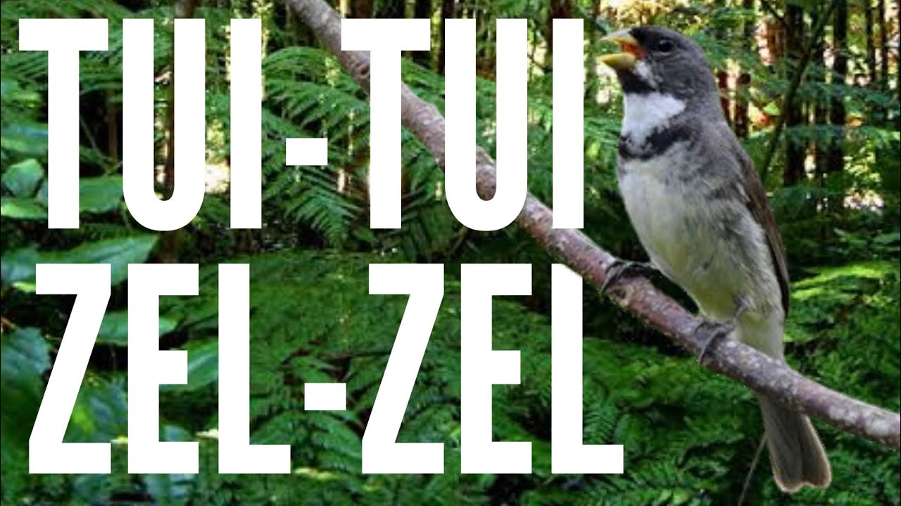 COLEIRO TUI TUI ZEL ZEL PRA ENCARTE ( PROFESSOR MAQUINA)