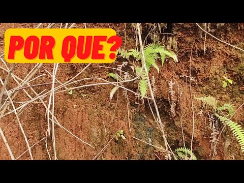 Vídeo: Por que os solos tropicais são vermelhos?