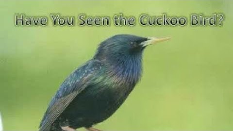 Poem|Have you seen the cuckoo bird?|Explanation