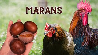 Gallinas Marans: La gallina de los huevos de oro color chocolate