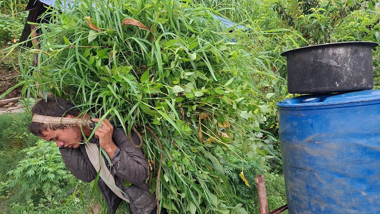 Real Nepali Mountain Village Life in the Rain | Peaceful & Relaxing Life organiclifestyle