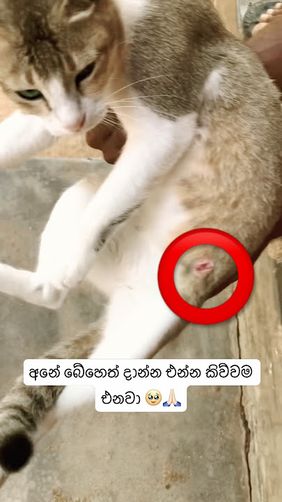 බව්වෝ හපලා😩#shorts #shortstrending #shortvideo