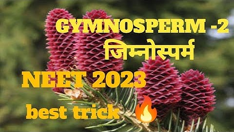 Gymnosperm plant