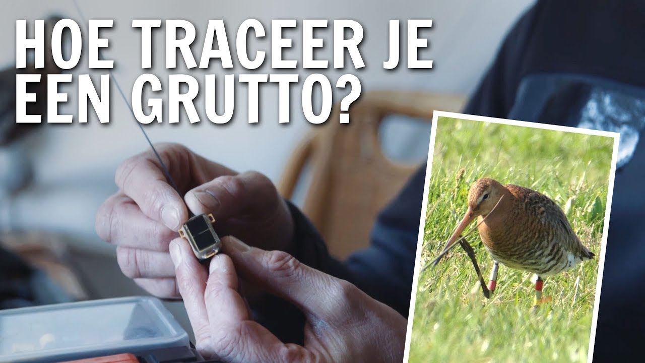 Hoe traceer je een grutto? | De Buitendienst over de Grutto