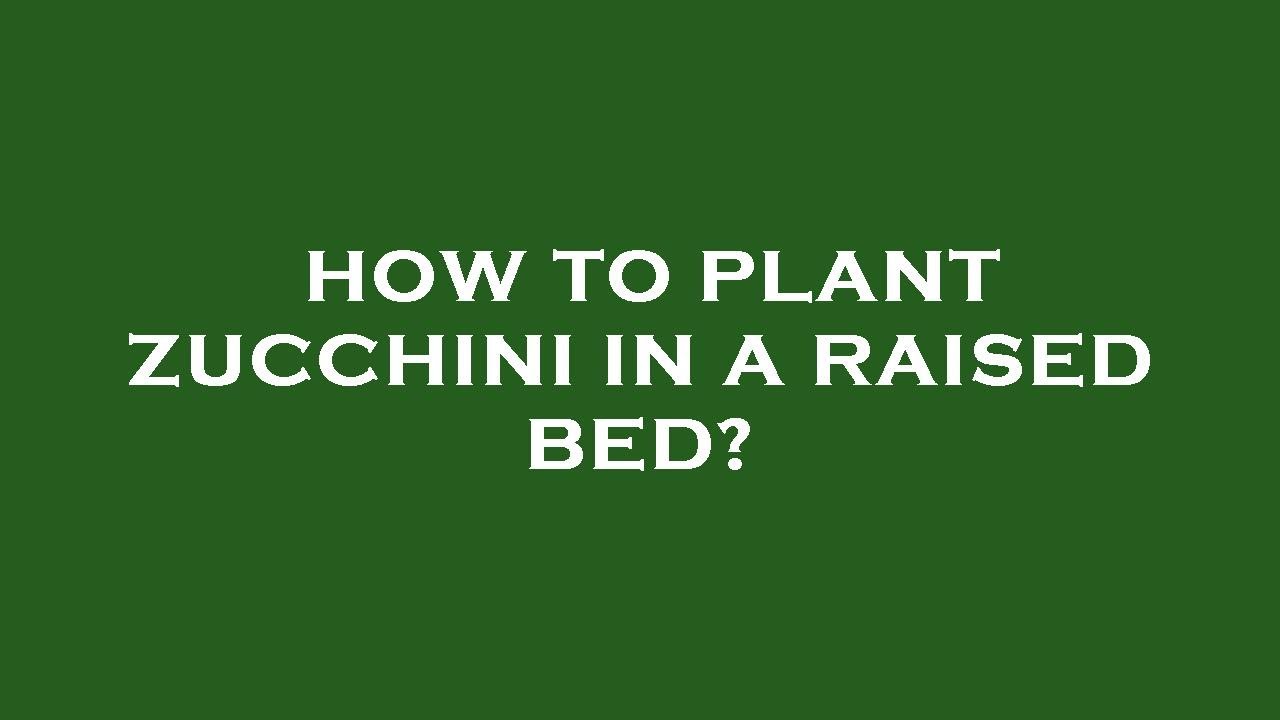 How to plant zucchini in a raised bed? YouTube