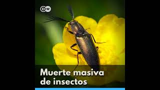 El Verano Mudo - Muerte masiva de insectos