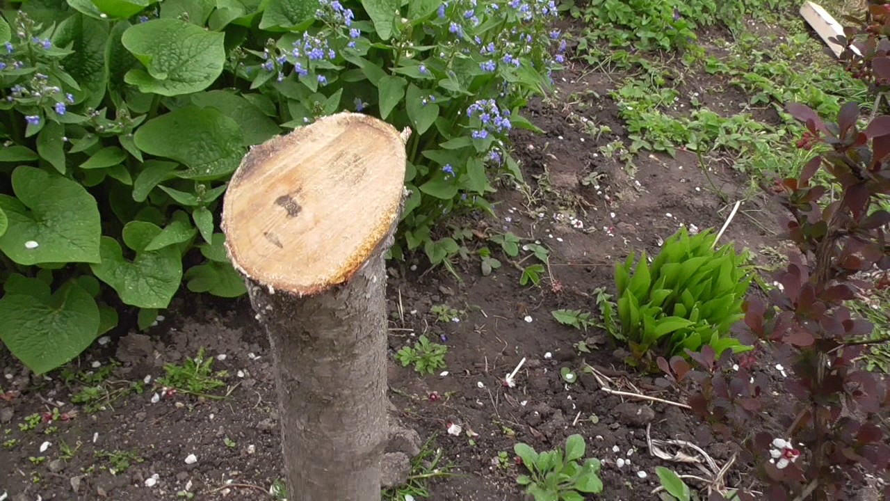 Формировка молодых деревьев. - YouTube