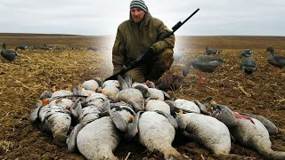 HUNTING FOR THE GOOSE IN THE CORN FIELD. Massive Goose Years 2022