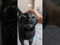 黒猫のにゃーんは撫でに比例する時があるみたいです