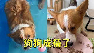 The weather was too hot to relieve the summer heat at home for the dog. I didn't think it was quite by 习小喵 47 views 8 months ago 1 minute, 10 seconds