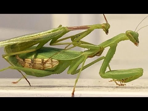 LOUVA-DEUS CRIA ESTRATÉGIA PARA NÃO PERDER A CABEÇA APÓS O SEXO !