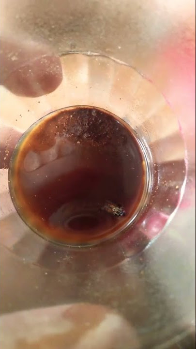 lalat berdansa cacaca