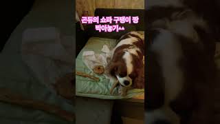 #강아지 #킹찰스 #puppy #강아지간식 #강아지일상 #강아지먹방 #둘째견#곤듀#킹찰스스파니엘 #드림#고드림