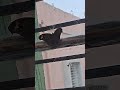 🦋Titli udi #shorts #youtubeshorts #ytshorts #animals #butterfly #nature #cute #love #dance 🦋