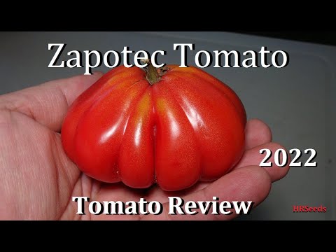 Wideo: Co to jest różowy pomidor Zapotec: Dowiedz się więcej o różowych plisowanych pomidorach Zapotec
