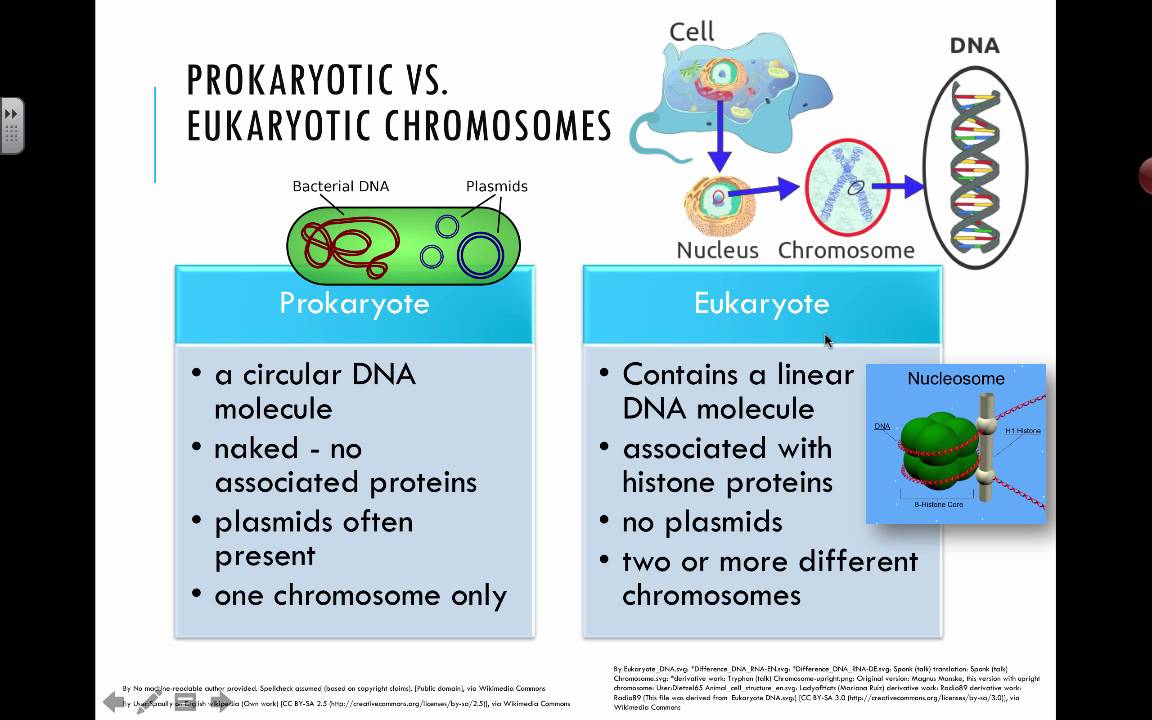 How Do Prokaryotic And Eukaryotic Chromosomes Differ Quizlet?