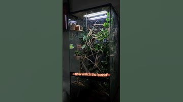 sunrise for my geckos 🌞 LumenIZE JungleDawn & UVB #reptile #bioactive #terrarium @ArcadiaReptile
