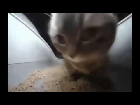 Чип и дейл. Чип в мультике чип и дейл. Как выглядит дейл из мультика чип и дейл. Чип и дейл спешат на помощь постер. Чип и чипи чапа чапа текст.