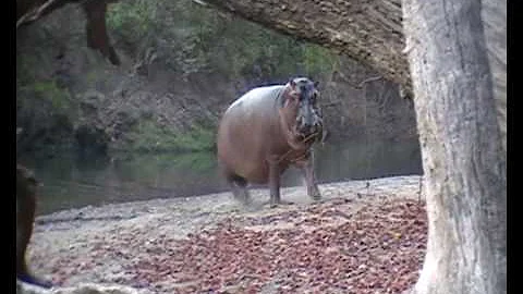 Quelle vitesse va un hippopotame ?